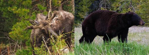 Ontario Bear and Moose Hunting, 2022 Hunting Trips