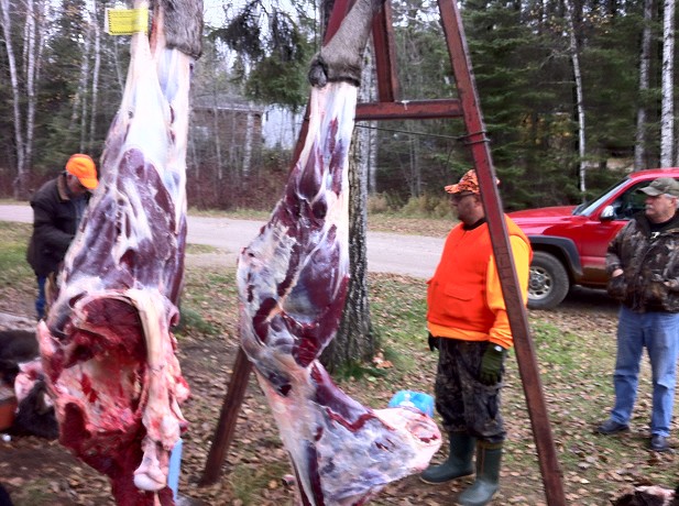 Canadian Moose Hunt, Processed and Skinned at Dog Lake Resort, Photo