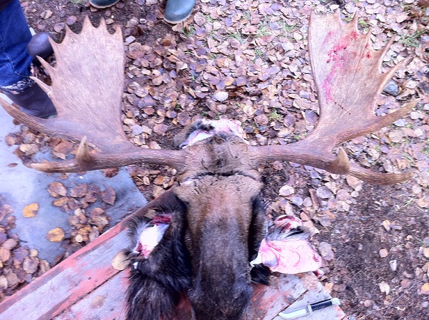 Photo of a moose head, caught at Dog Lake Ontario, photograph