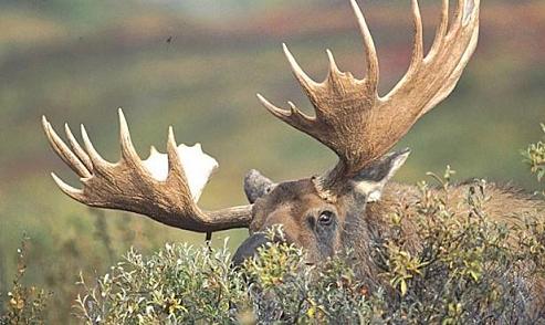 Bull Moose, Hunting Trips in Ontario