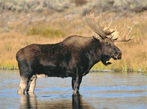 A Canadian moose stands in the water at Dog Lake