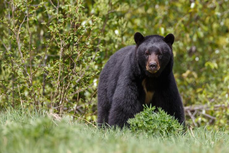 Ontario Black Bear, Hunting Bear in Canada